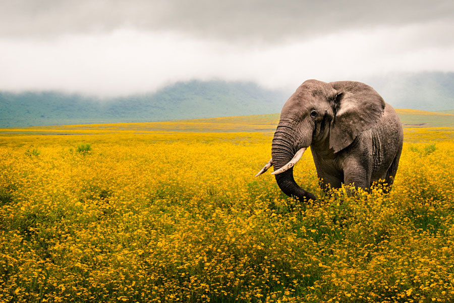 African elephant walking through a field of yellow wildflowers with misty mountains behind