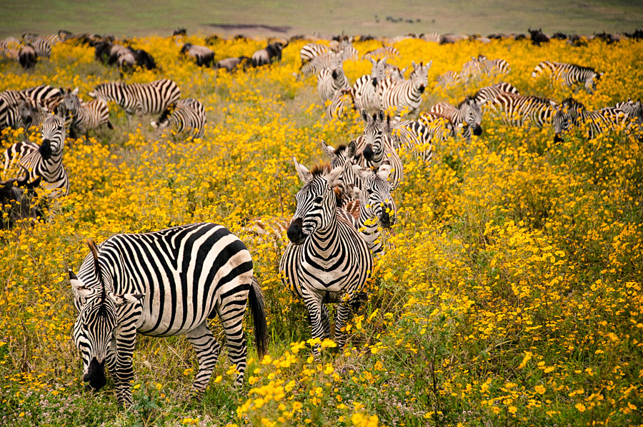 Herd of zebras grazing in tall yellow grass on the African plains