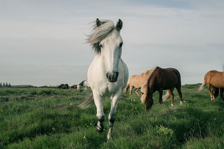 White Icelandic horse walking toward the camera with a herd grazing on green pasture