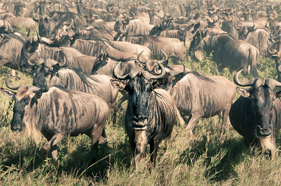 Single wildebeest staring directly at the camera in front of a massive migrating herd