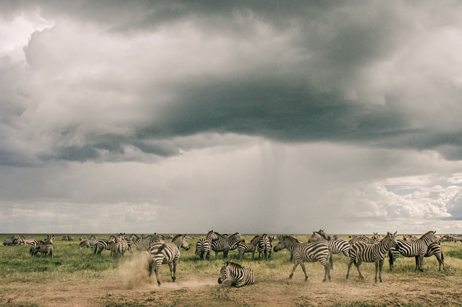 Zebra herd on the Serengeti with a rain shower falling from heavy clouds in the distance
