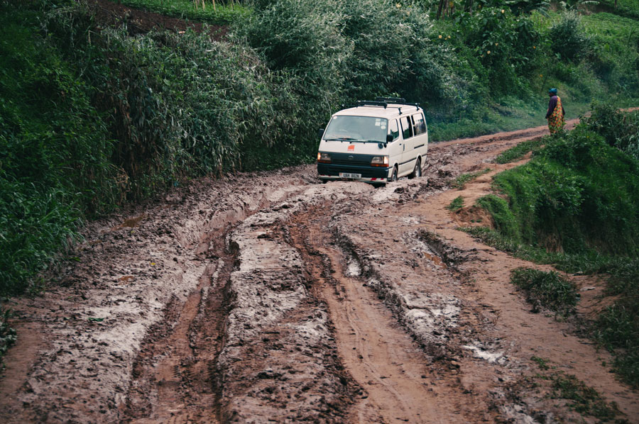 Mountain gorilla resting in thick vegetation in Bwindi Impenetrable National Park