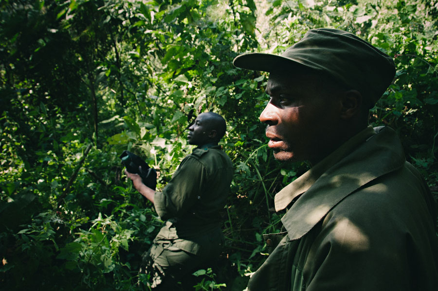 Two Ugandan Wildlife Authority rangers scanning the dense jungle canopy during a gorilla trek