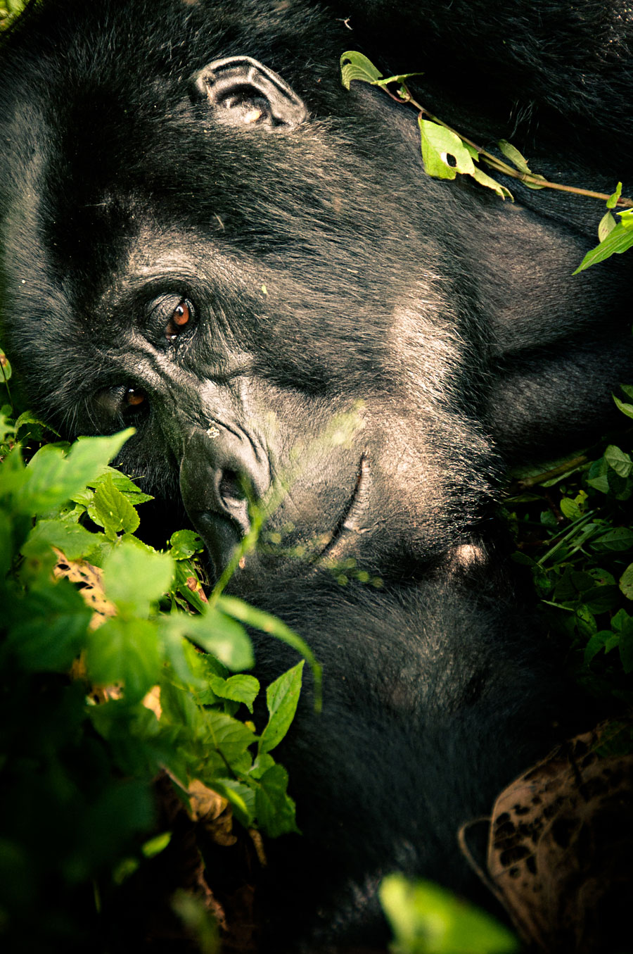 Silverback mountain gorilla portrait looking directly at the camera through jungle foliage