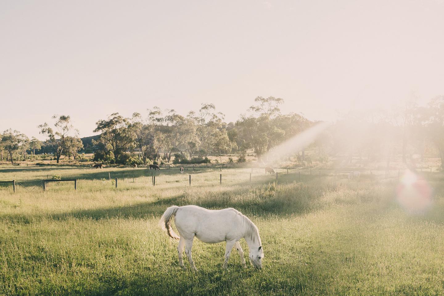 White horse grazing at golden hour in country Victoria paddock