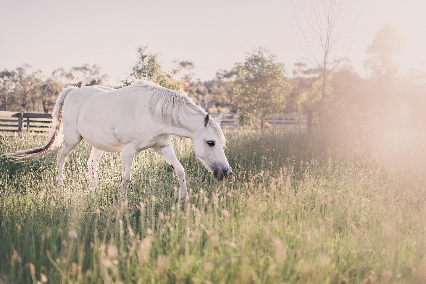 White horse grazing in tall grass paddock in country Victoria, Australia