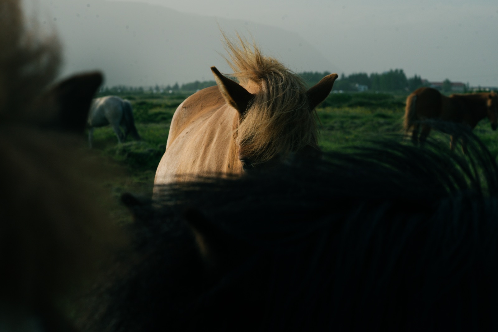 Backlit Icelandic horse from behind, sun catching the mane, ear silhouettes, second horse silhouetted in the foreground, Iceland