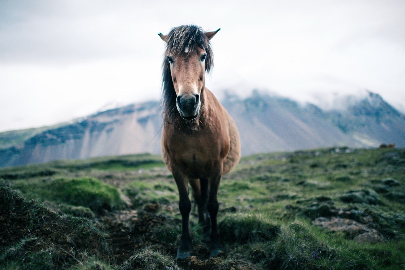 Brown Icelandic horse facing camera with mane wind-blown, cloud-wrapped mountain behind, Iceland