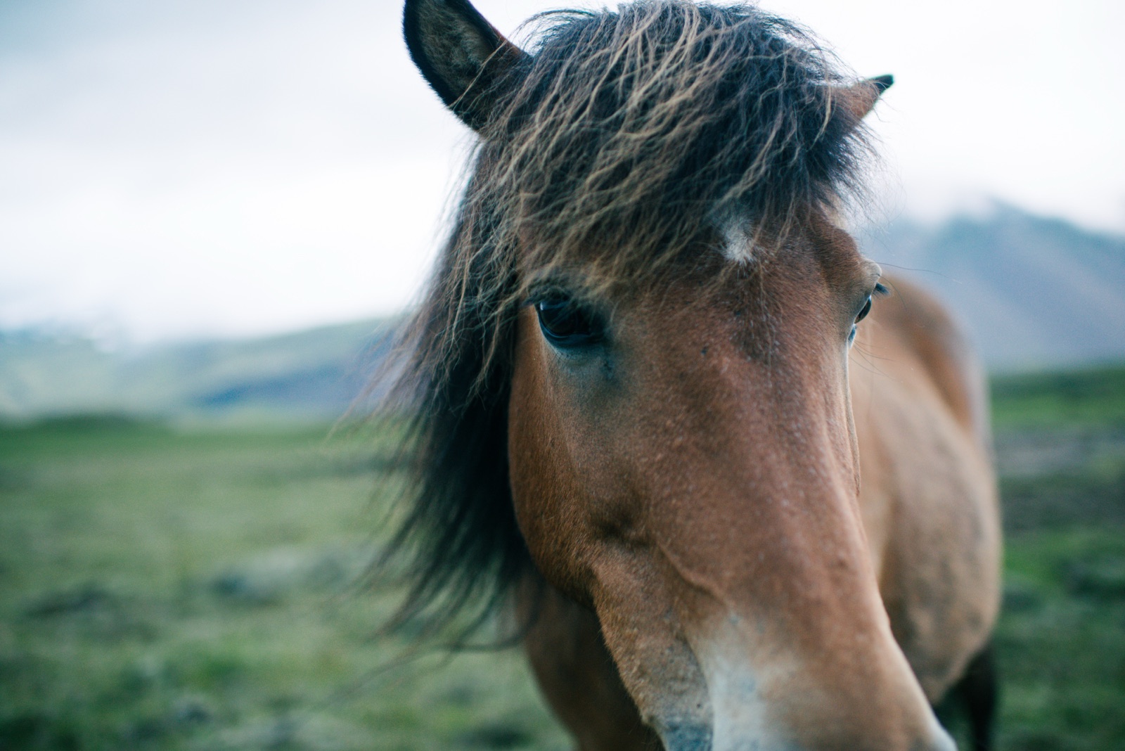 Close-up portrait of a brown Icelandic horse face and mane, Iceland