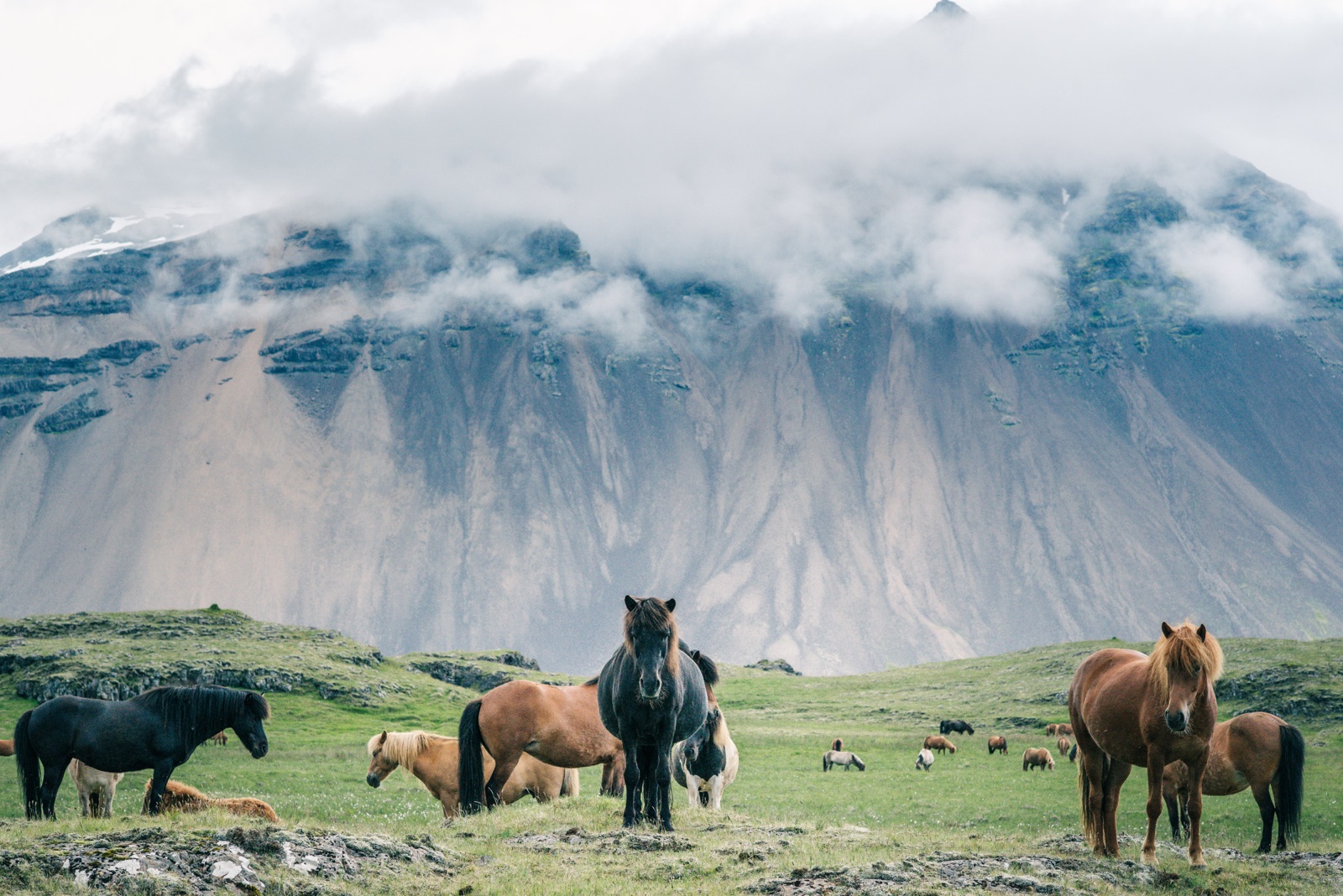 Group of Icelandic horses on grass at the base of a sheer cliff with cloud cap above, Iceland — snow patches in the rock