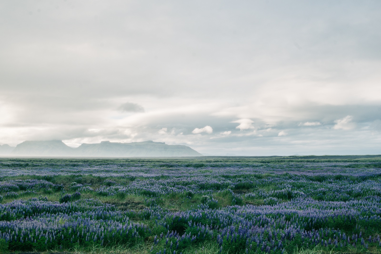 Vast Icelandic lupine field stretching to a flat-topped distant ridge under heavy cloud, Iceland