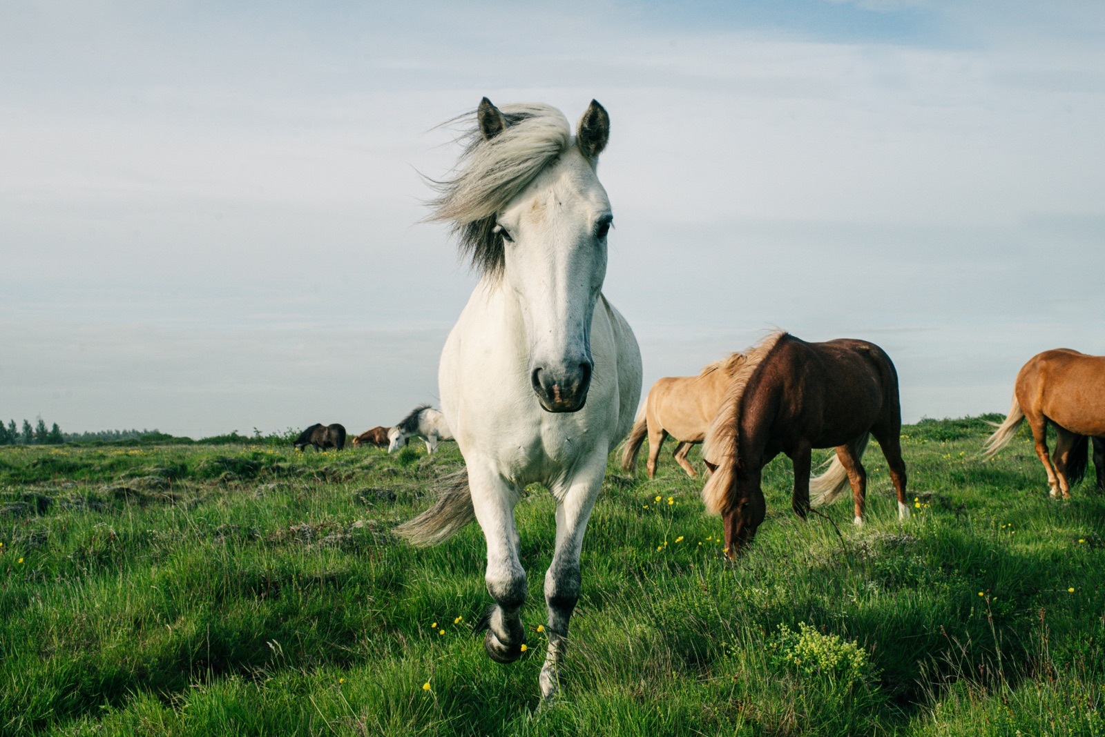 White Icelandic horse trotting toward camera, herd grazing behind in long grass, Iceland