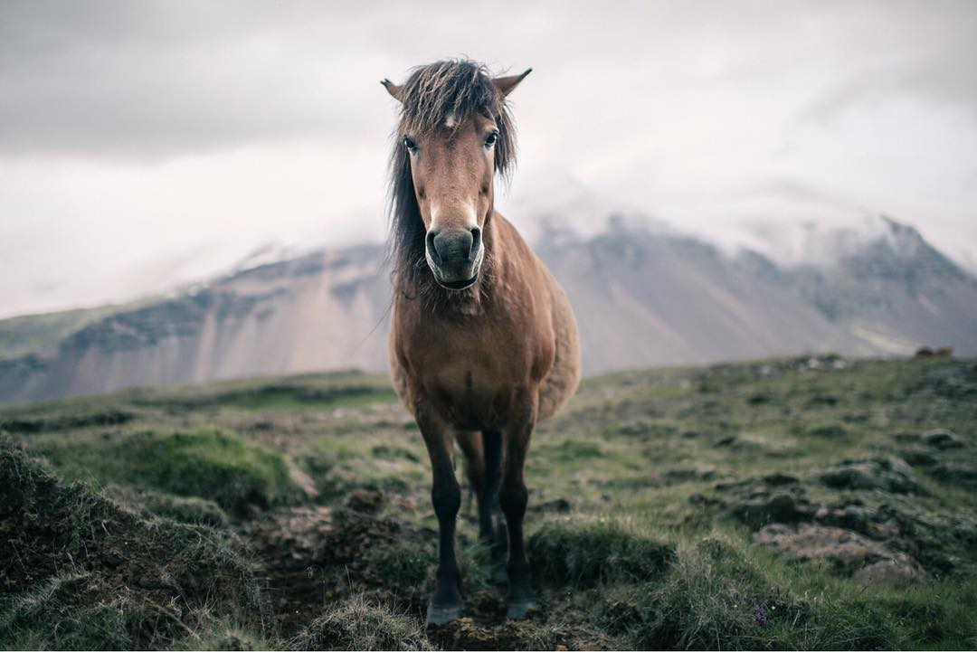 Icelandic horse portrait with wild mane blowing in the wind on green pasture
