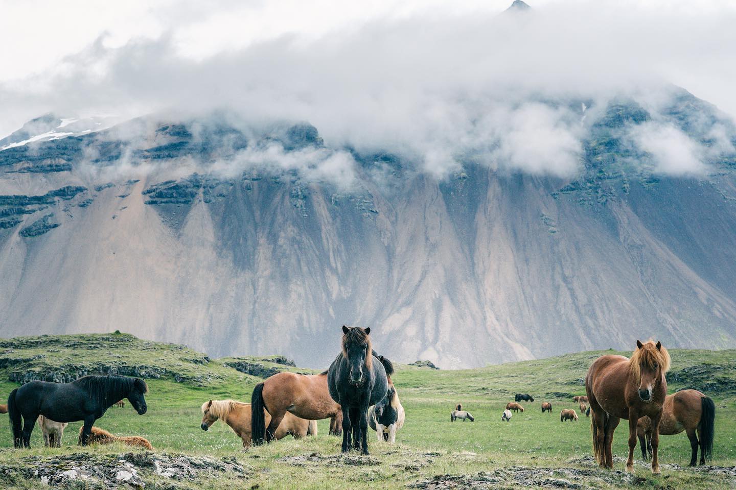 Icelandic horses standing on green pasture with cloud-wrapped mountain peaks behind