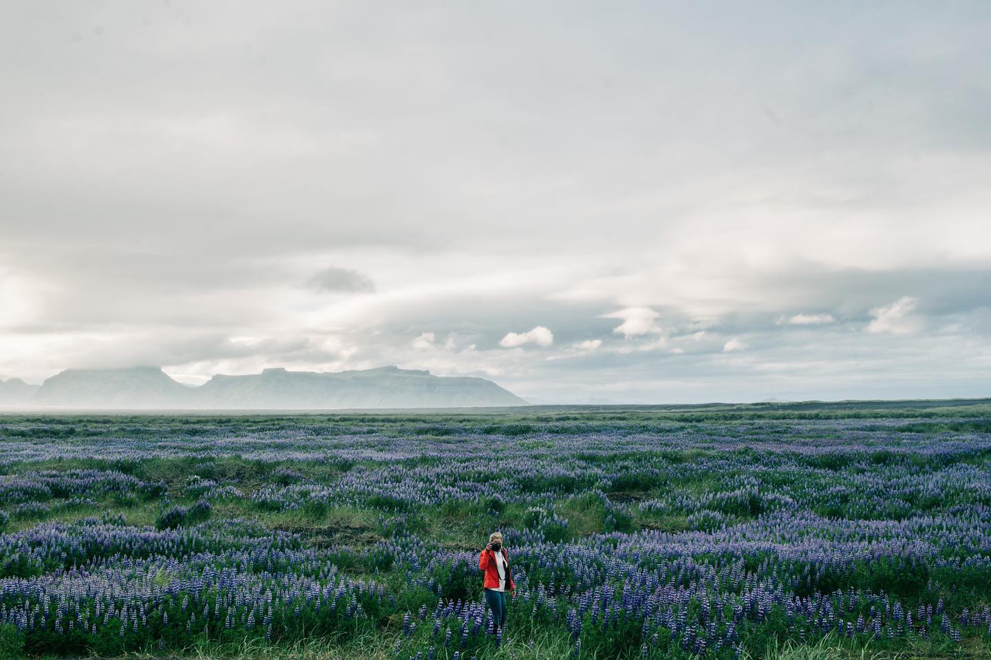 Person in red jacket standing in a vast field of purple lupine flowers with mountains on the horizon, Iceland