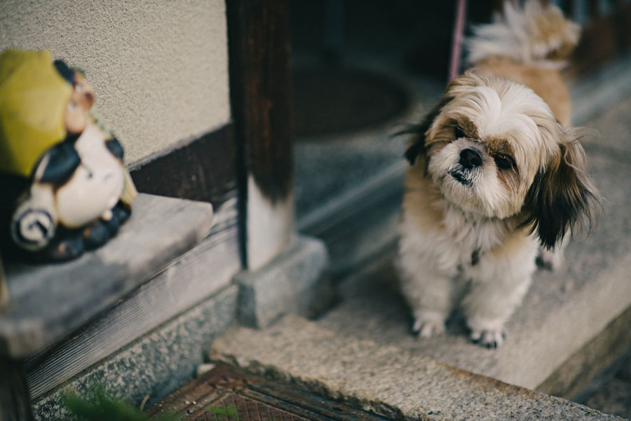 Small Shih Tzu dog standing on a doorstep next to a ceramic figurine at a Japanese shop
