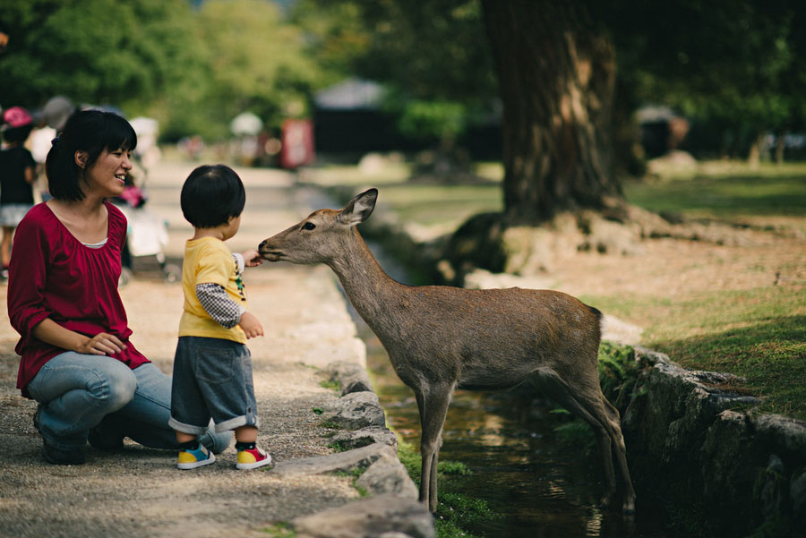 Small child face-to-face with a friendly deer in Nara Park while mother watches smiling