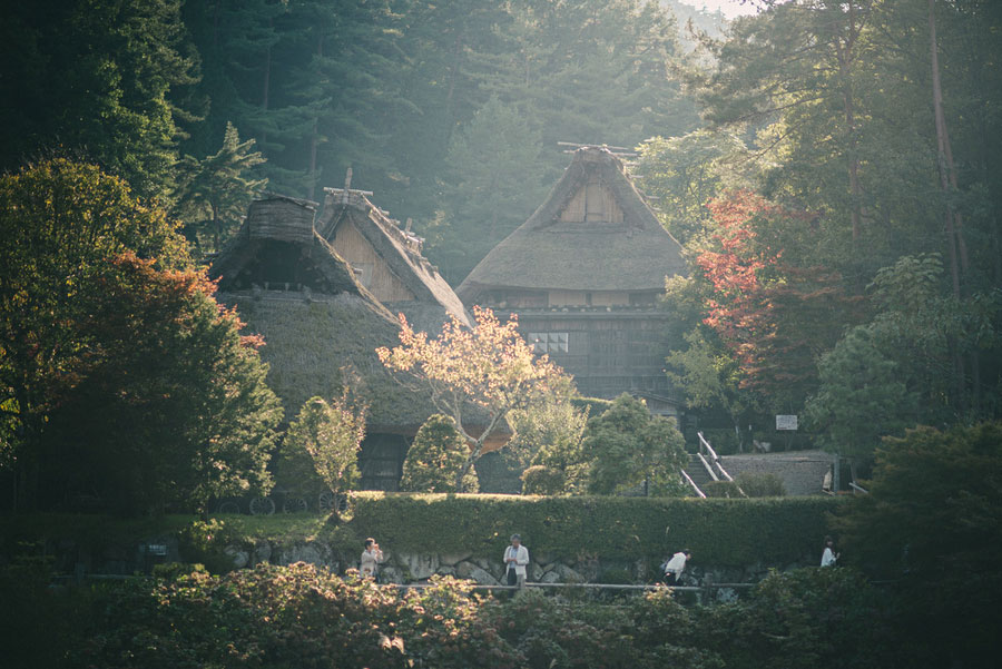 Traditional thatched-roof gassho-zukuri farmhouses nestled in autumn foliage with morning mist