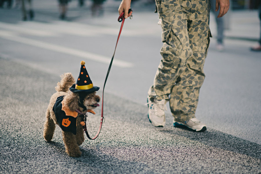 Small poodle in a Halloween witch hat and pumpkin costume walking on a leash