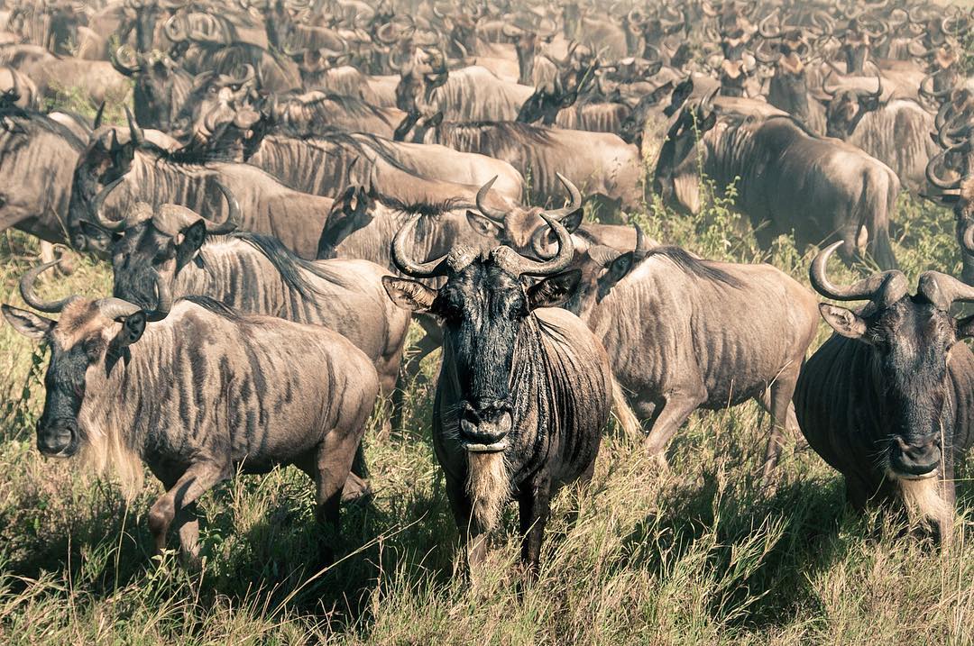 Wildebeest herd during the Great Migration at Ngorongoro Crater, Tanzania