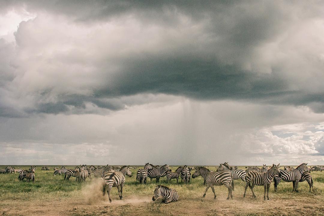 Zebras on the Serengeti with a rain shower falling from dramatic storm clouds