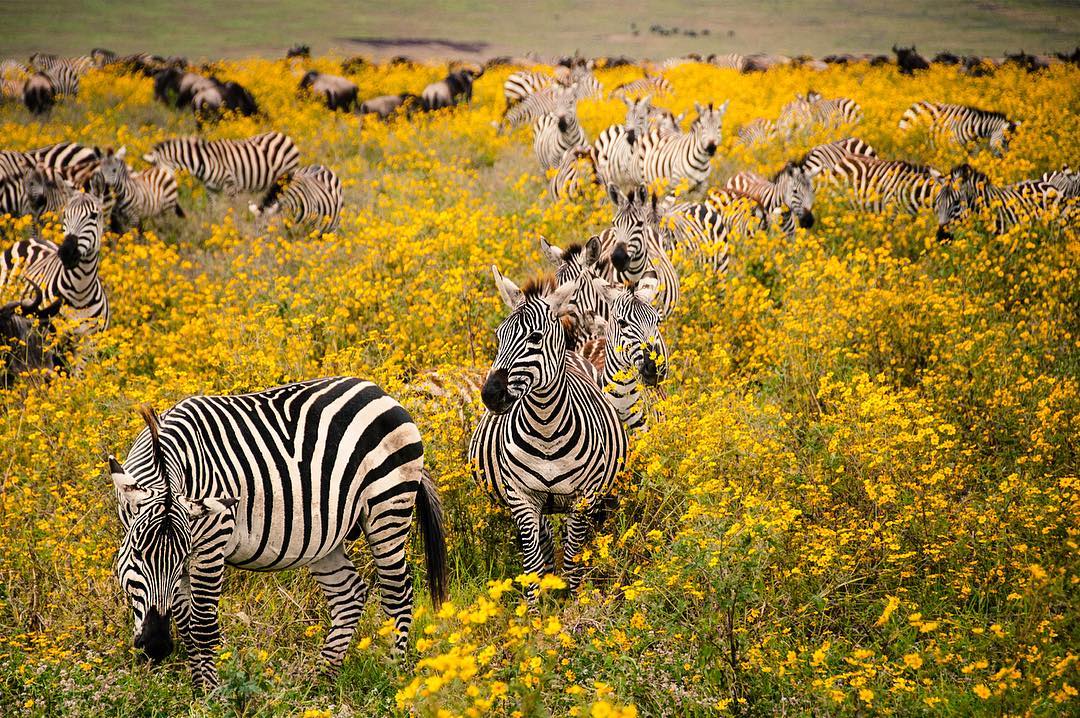 Zebras grazing among yellow wildflowers on the Ngorongoro Crater floor, Tanzania